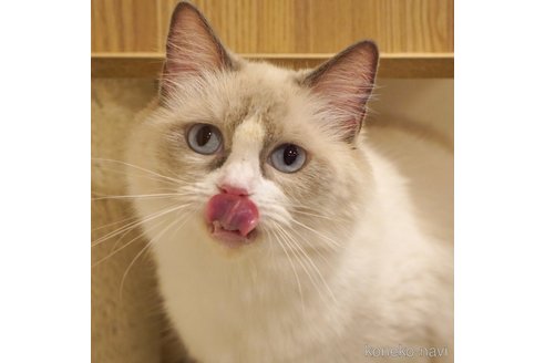 ゆずこちゃん1枚目